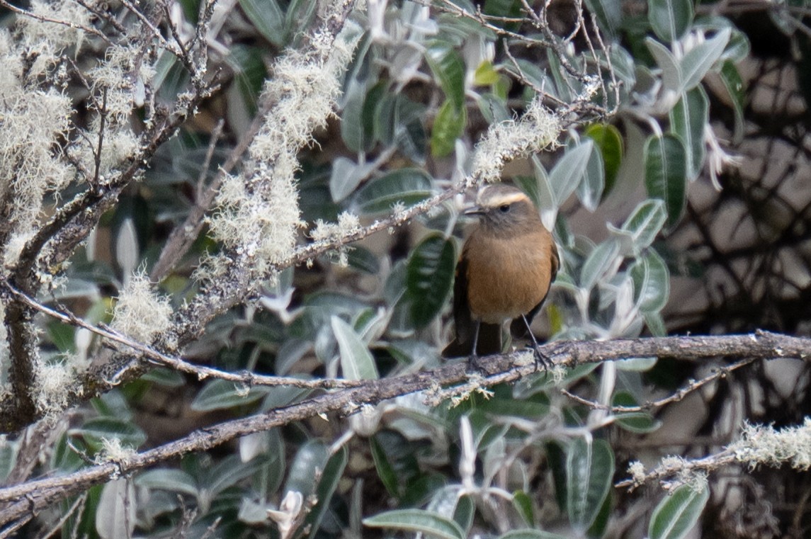 Brown-backed Chat-Tyrant - ML623783834