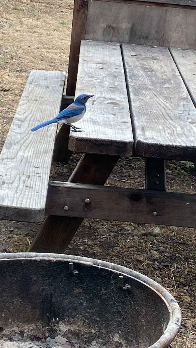 California Scrub-Jay - ML623783840