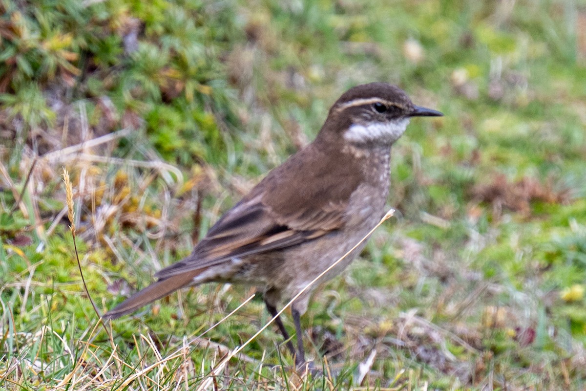 Chestnut-winged Cinclodes - ML623783841