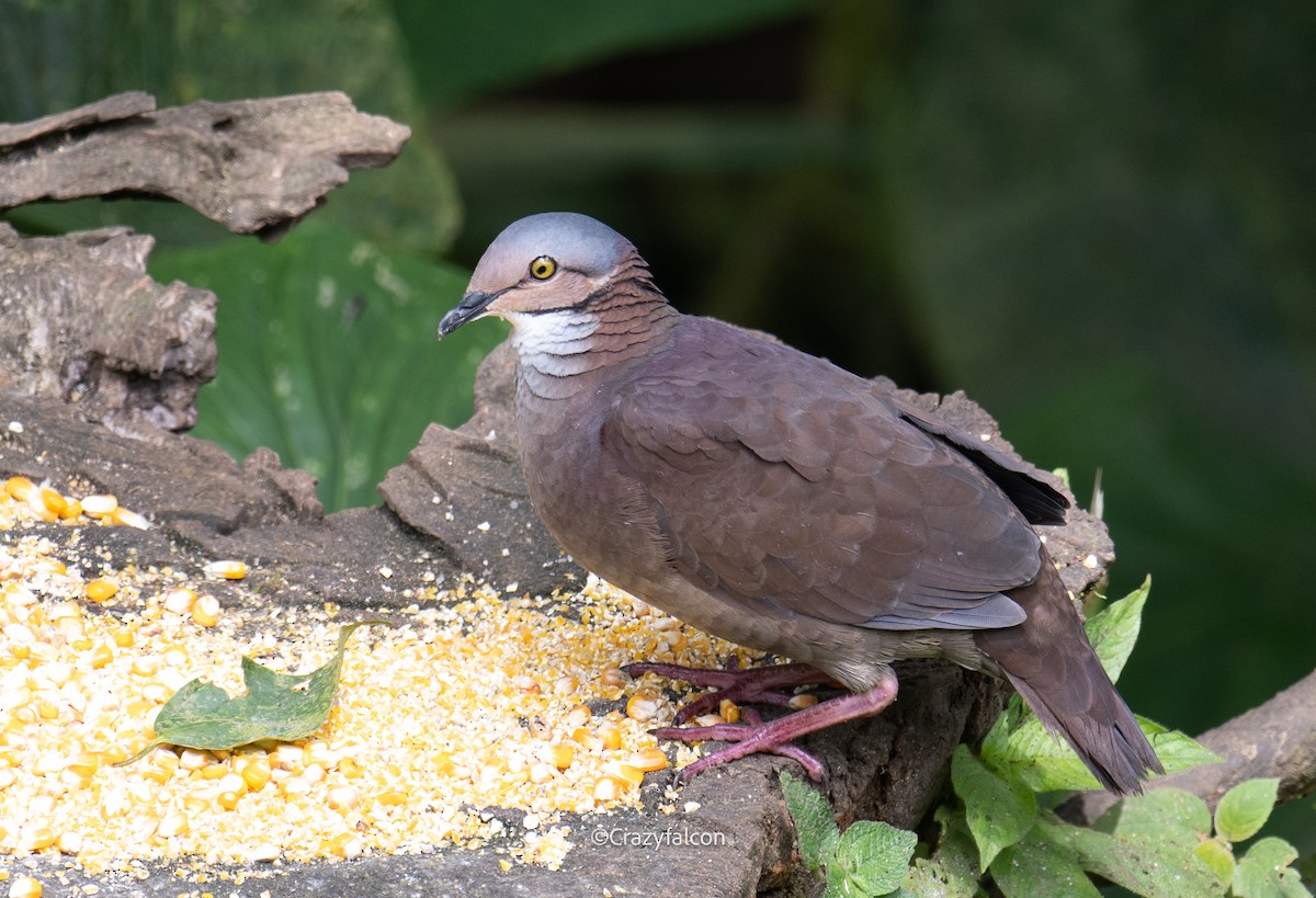 White-throated Quail-Dove - ML623783845