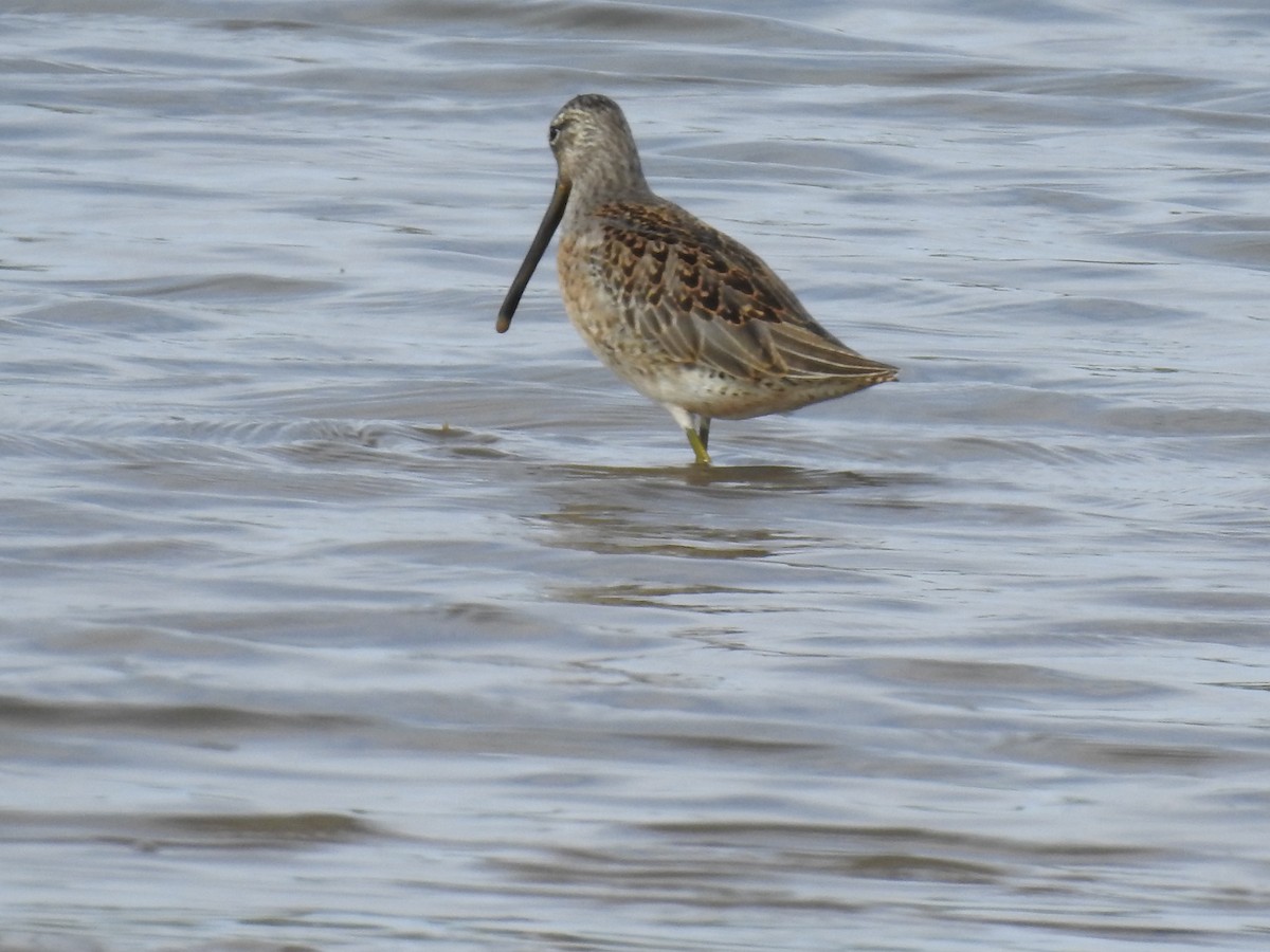 Long-billed Dowitcher - ML623783847