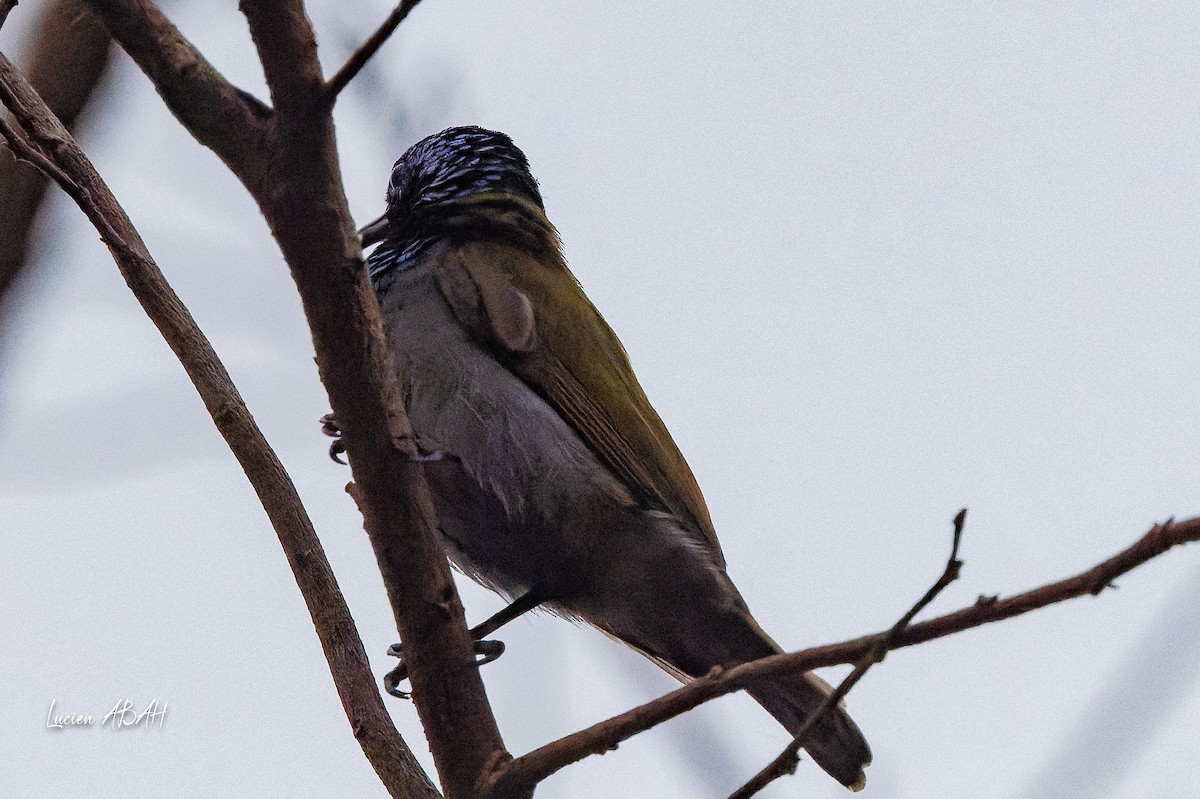 Green-headed Sunbird - ML623783867