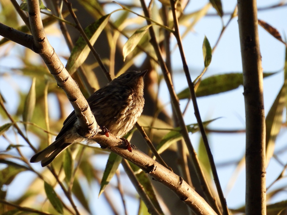 Yellow-rumped Warbler - ML623783879