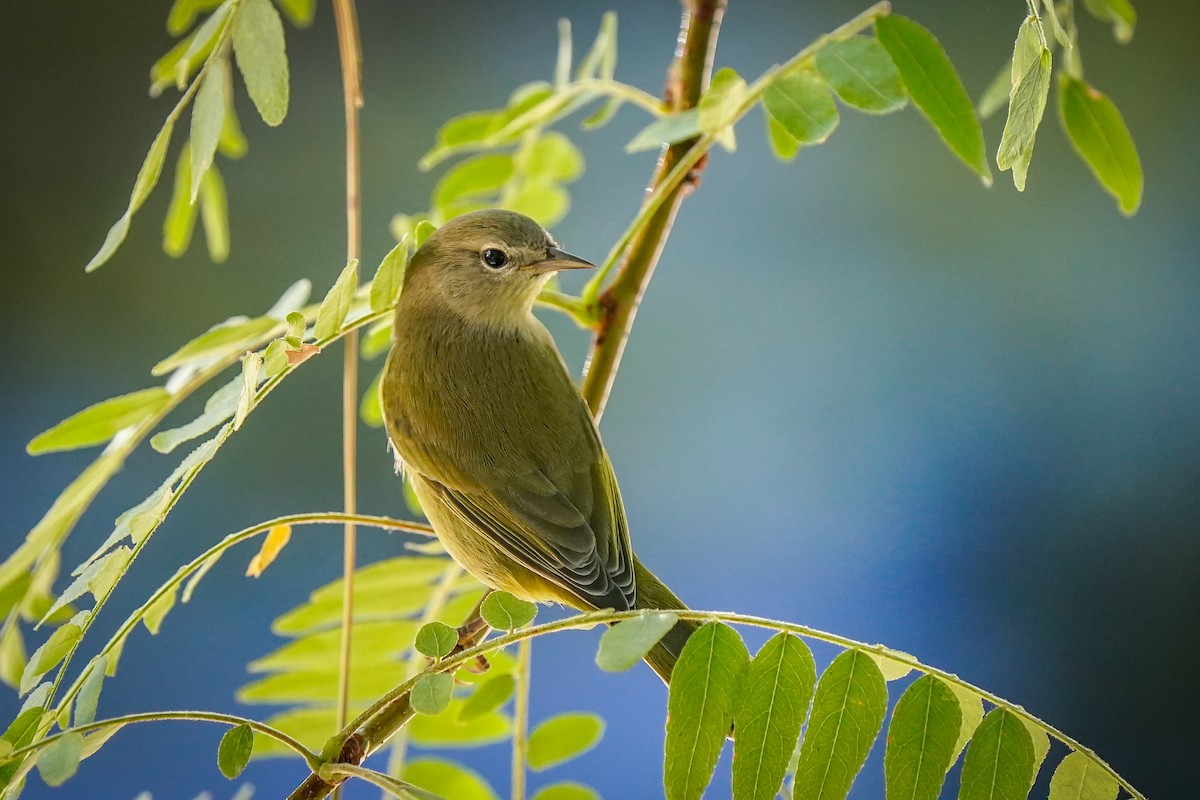 Orange-crowned Warbler - ML623783892