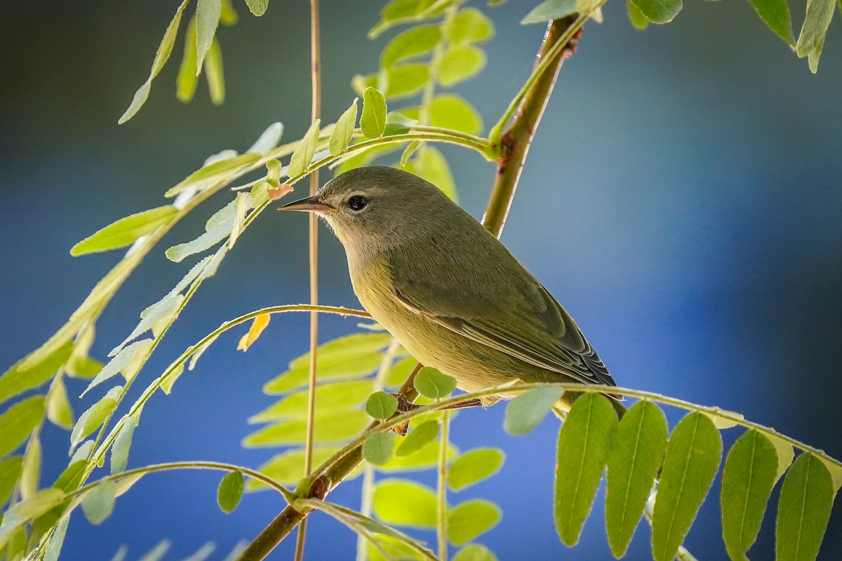 Orange-crowned Warbler - ML623783893