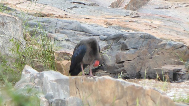 Red-naped Ibis - ML623783903
