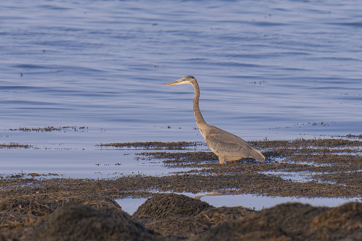 Great Blue Heron - ML623783911