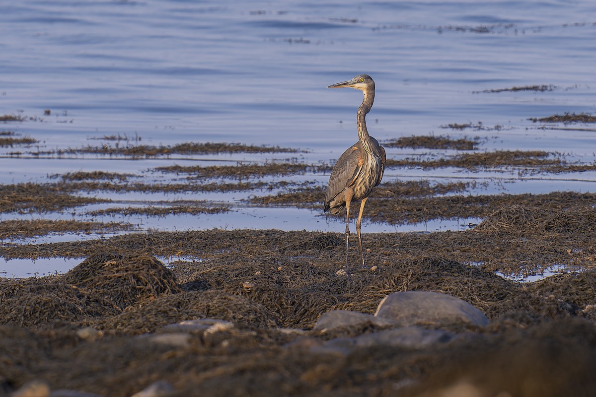 Great Blue Heron - ML623783912