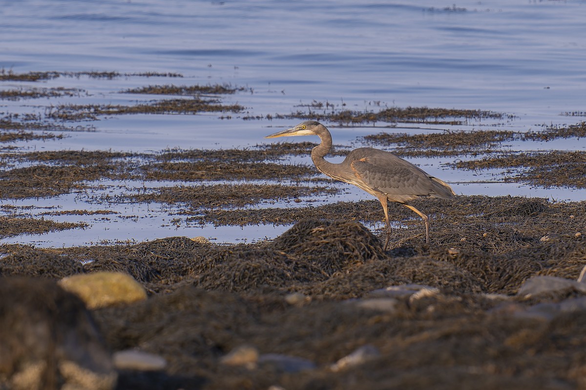 Great Blue Heron - ML623783913