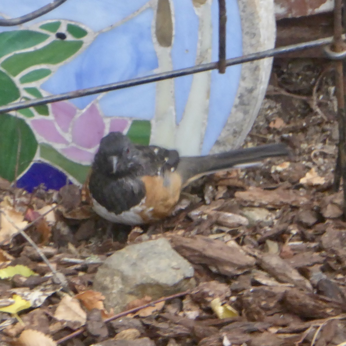 Spotted Towhee - Anonymous