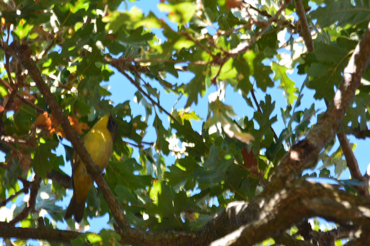 lesňáček žlutohrdlý - ML623783939