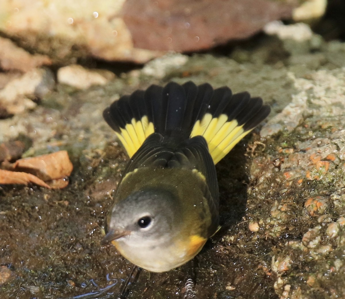 American Redstart - ML623783947