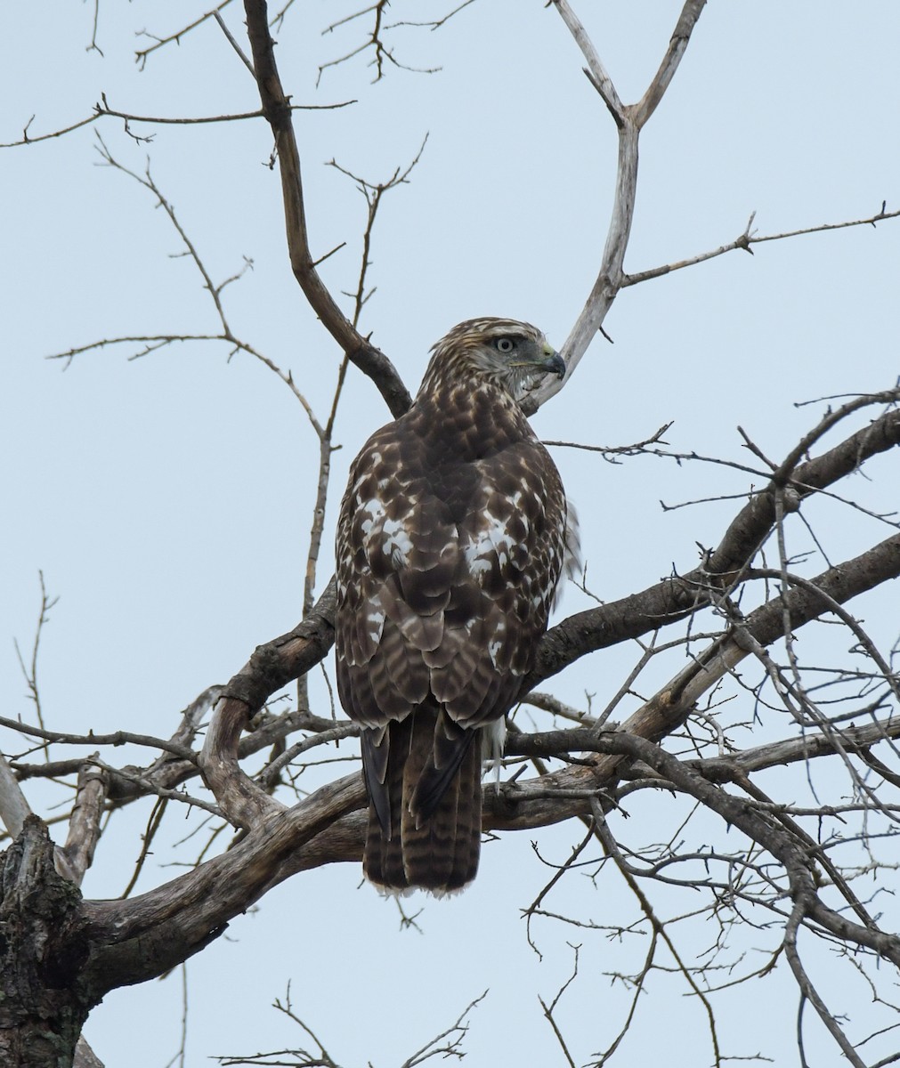 Red-tailed Hawk - ML623783953