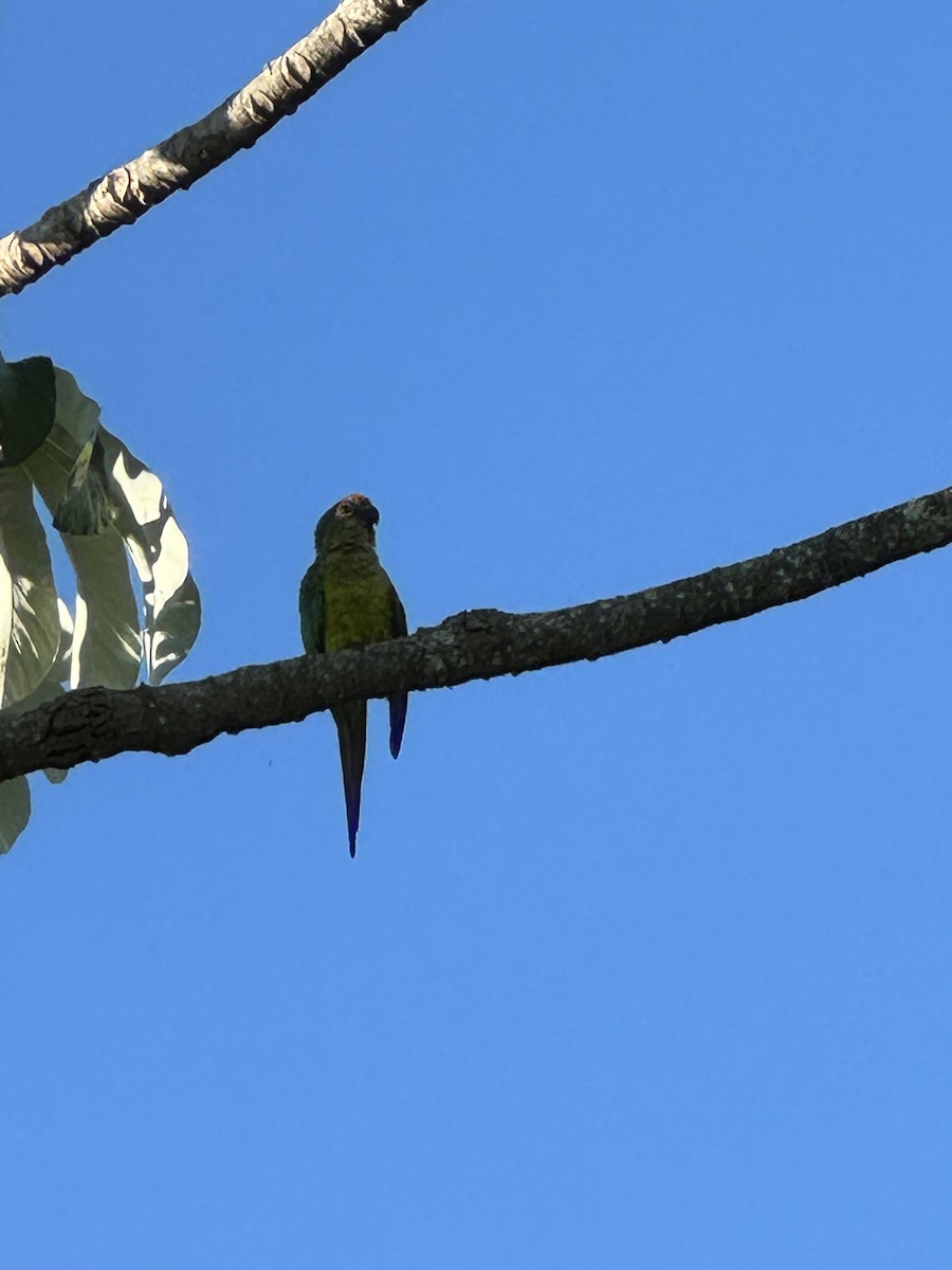 Peach-fronted Parakeet - ML623783971