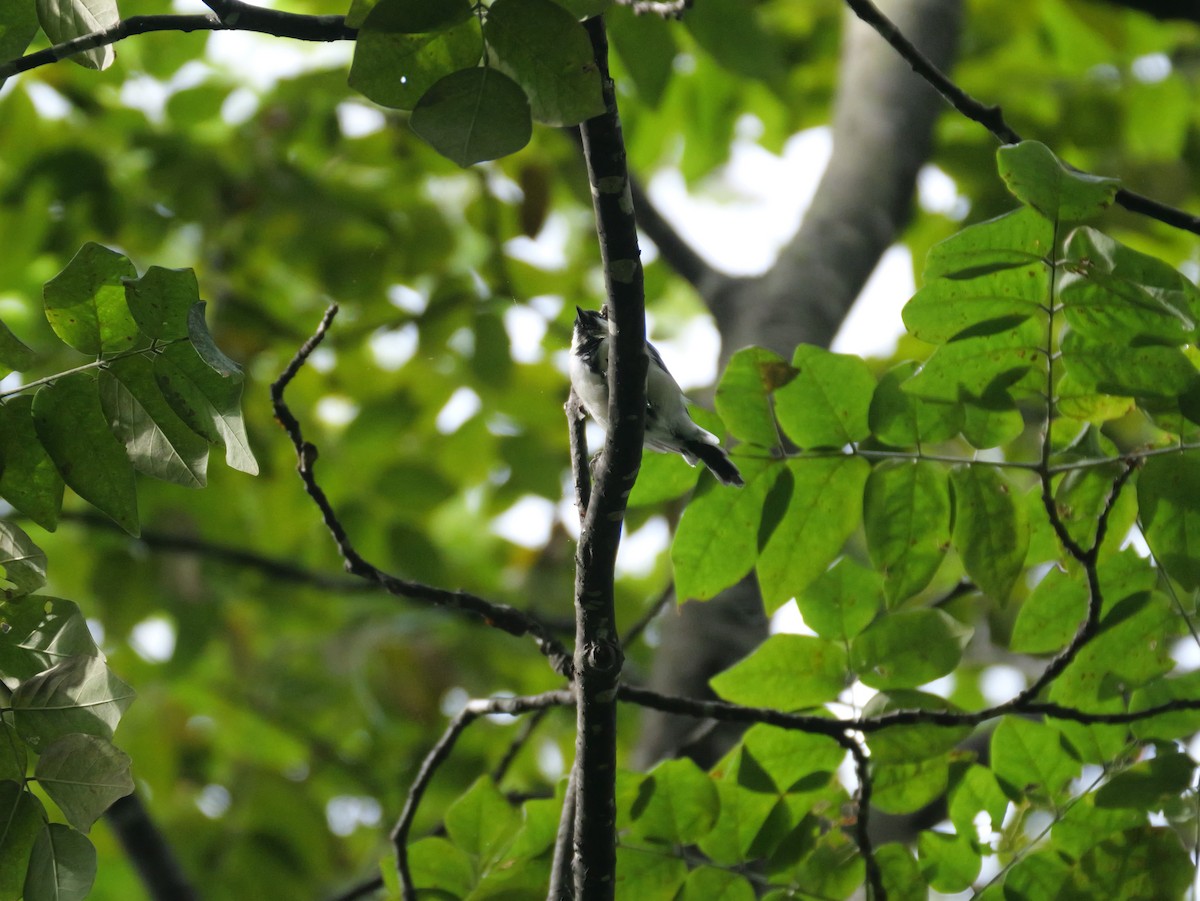 Japanese Tit - ML623783984