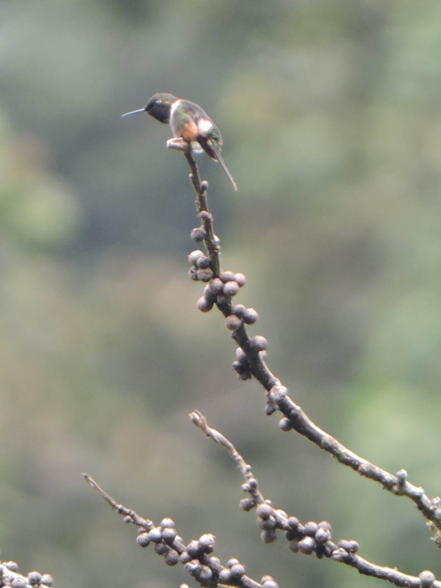 Colibrí de Mitchell - ML623783985