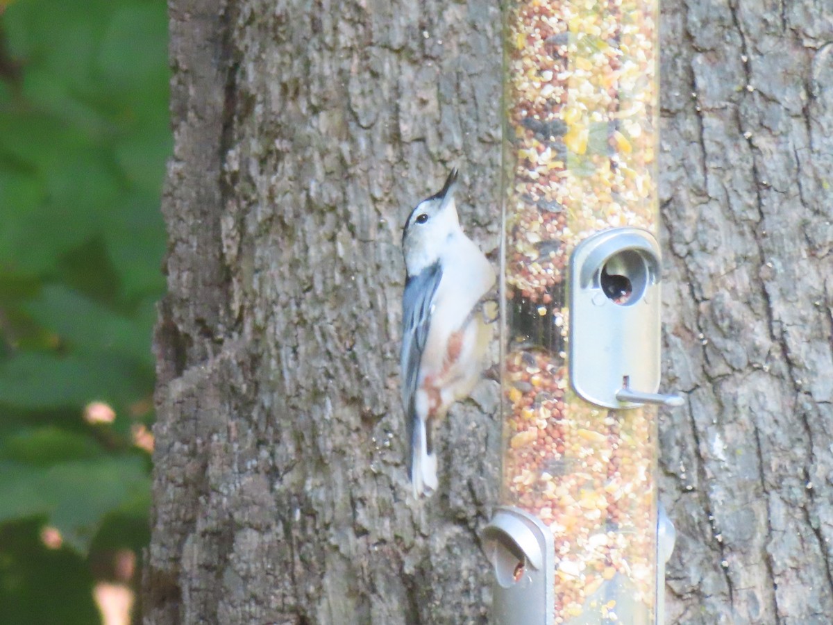 White-breasted Nuthatch - ML623784001