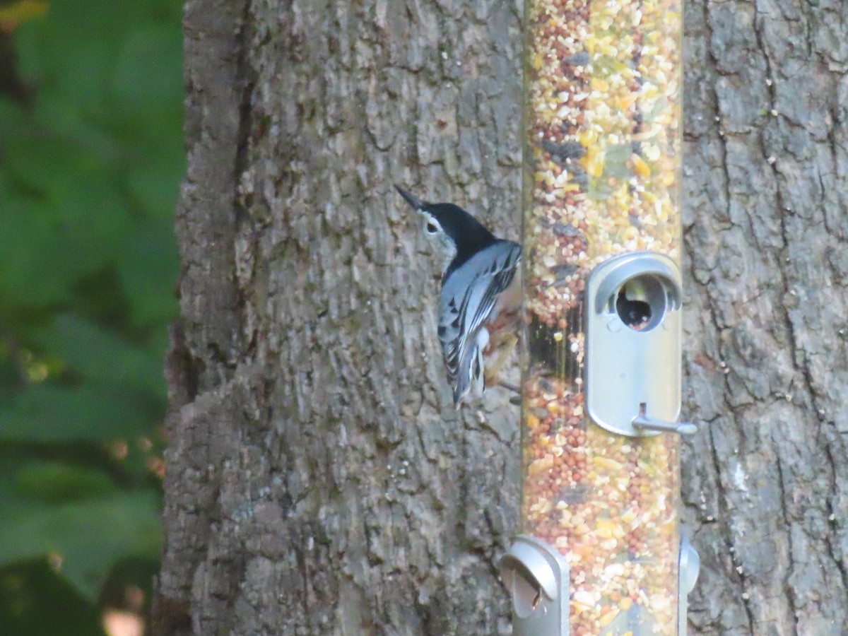 White-breasted Nuthatch - ML623784002