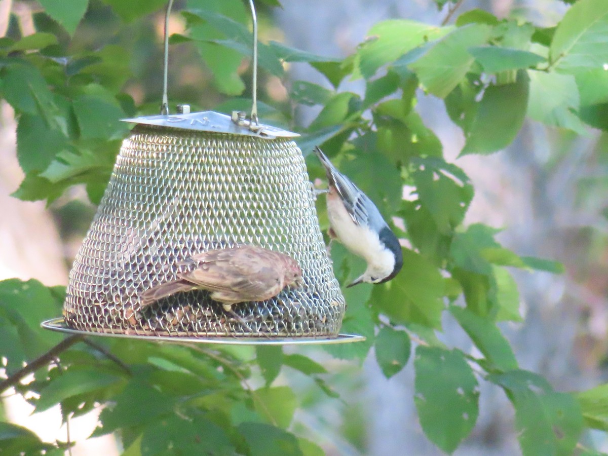 White-breasted Nuthatch - ML623784003