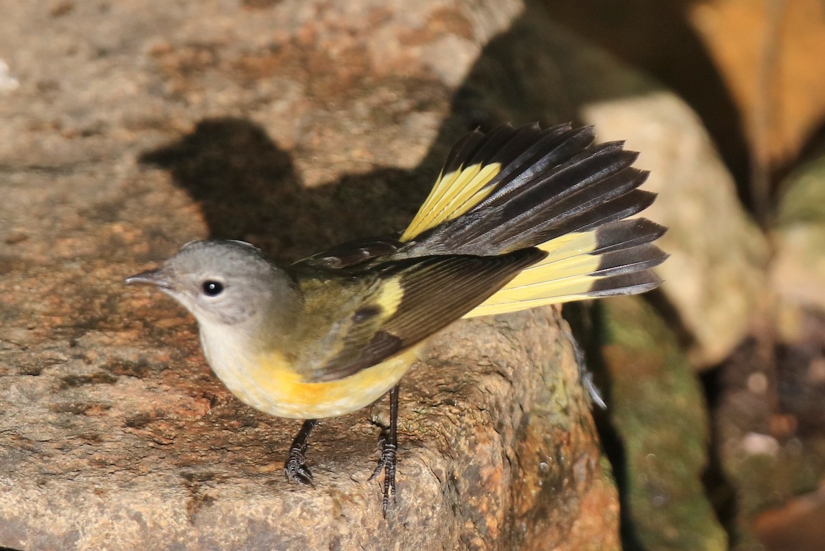 סבכון חכלילי - ML623784020