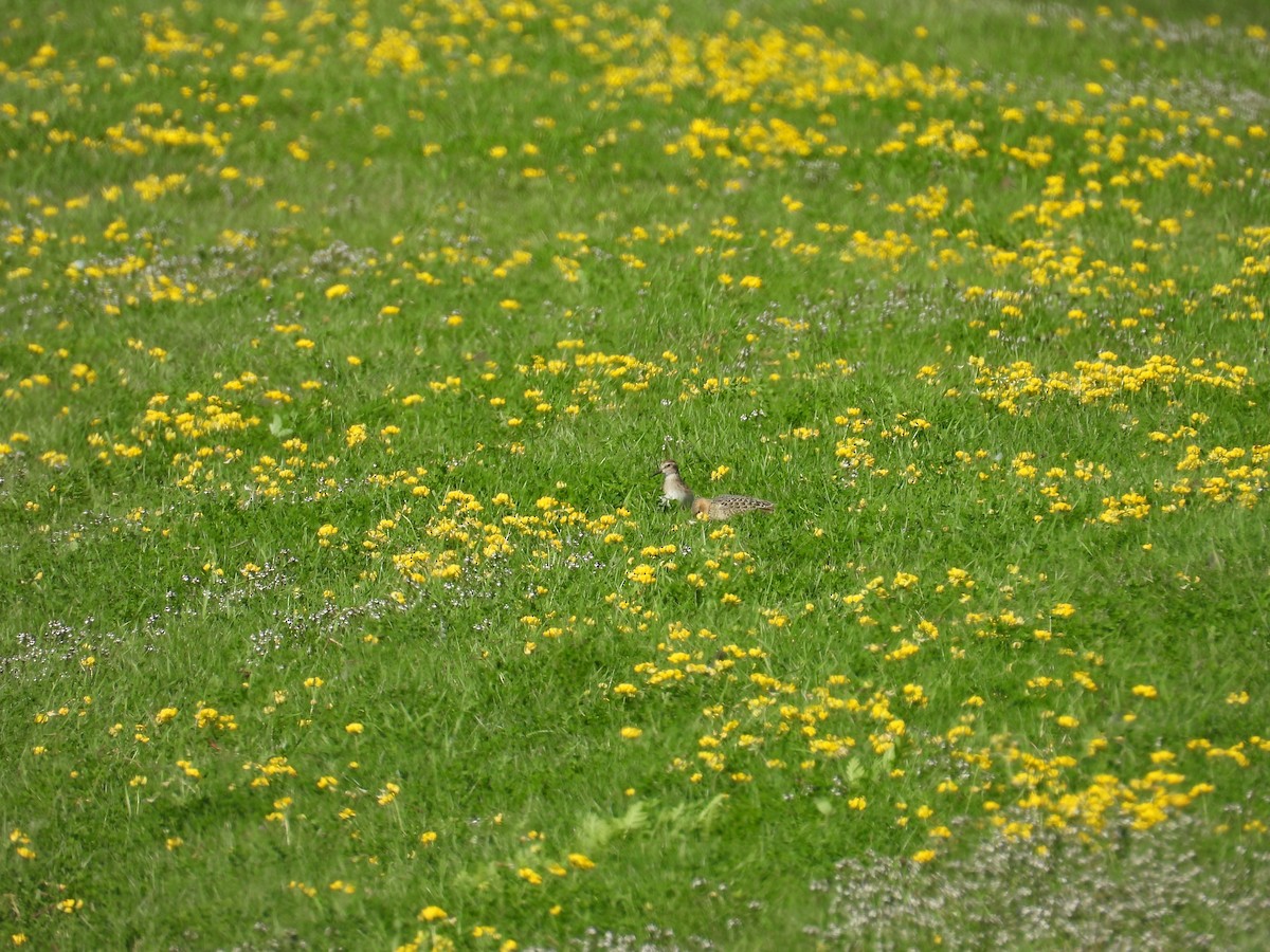 Least Sandpiper - ML623784023