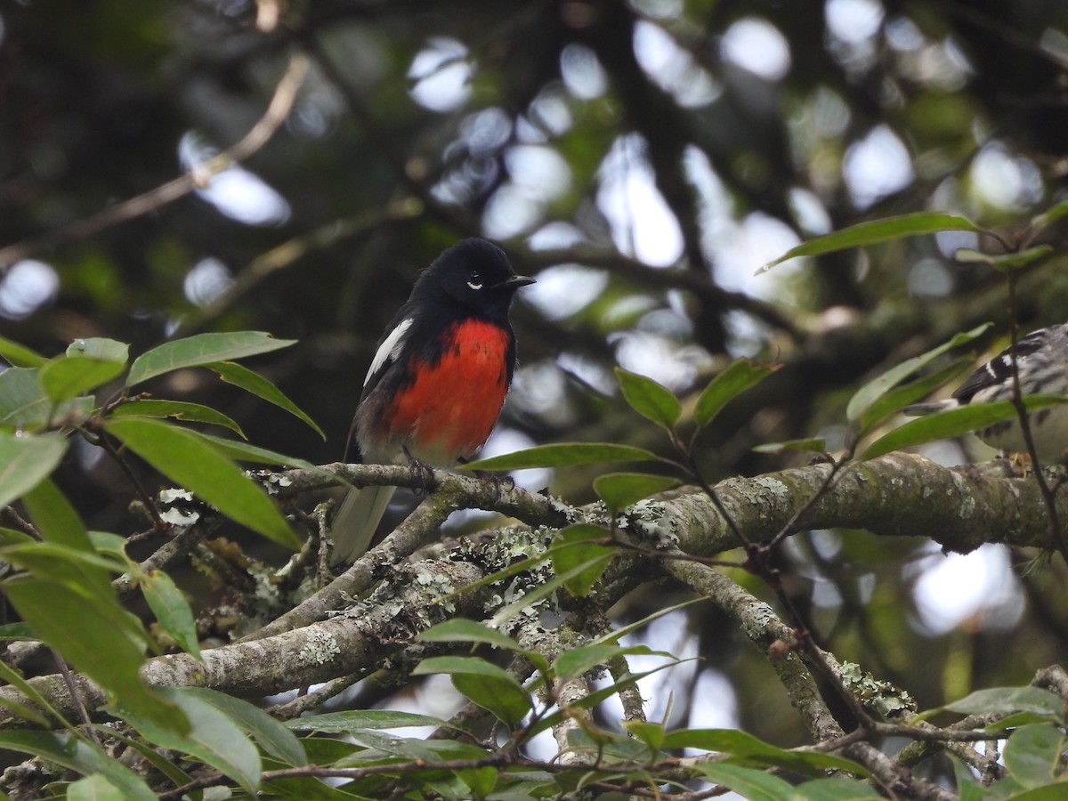 Painted Redstart - ML623784131