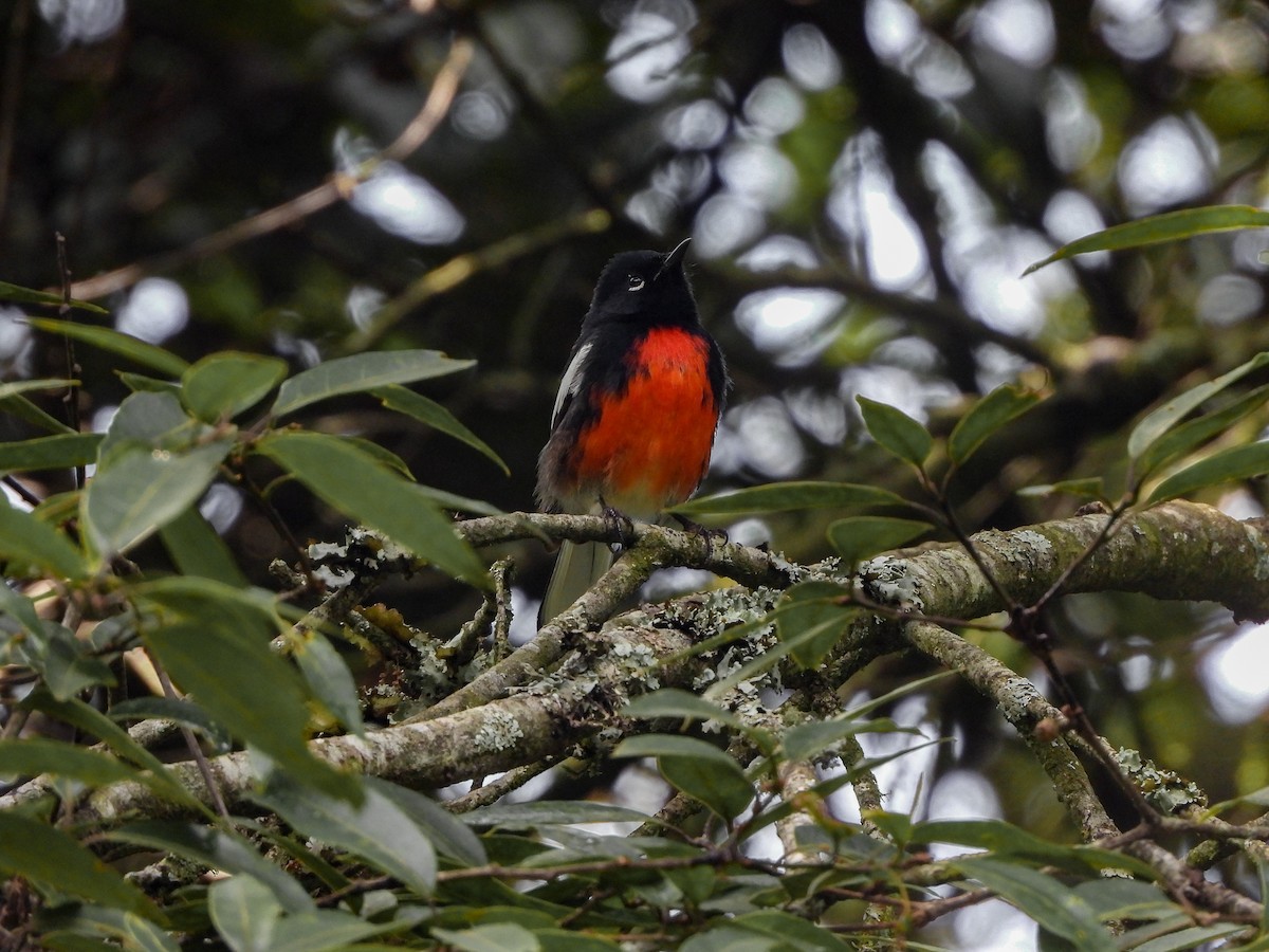 Painted Redstart - ML623784134