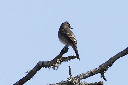 Western Wood-Pewee - David Forinash