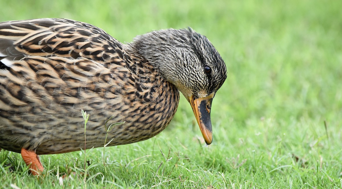 Canard colvert - ML623784173