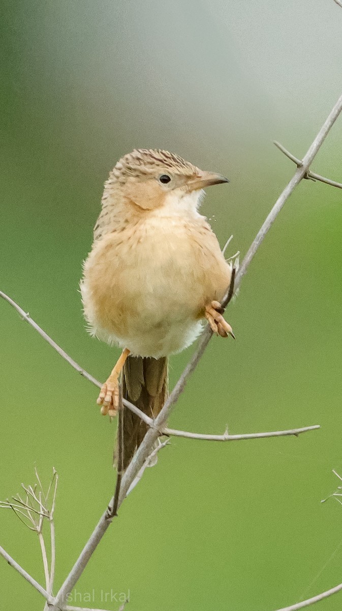 Common Babbler - Vishal Irkal