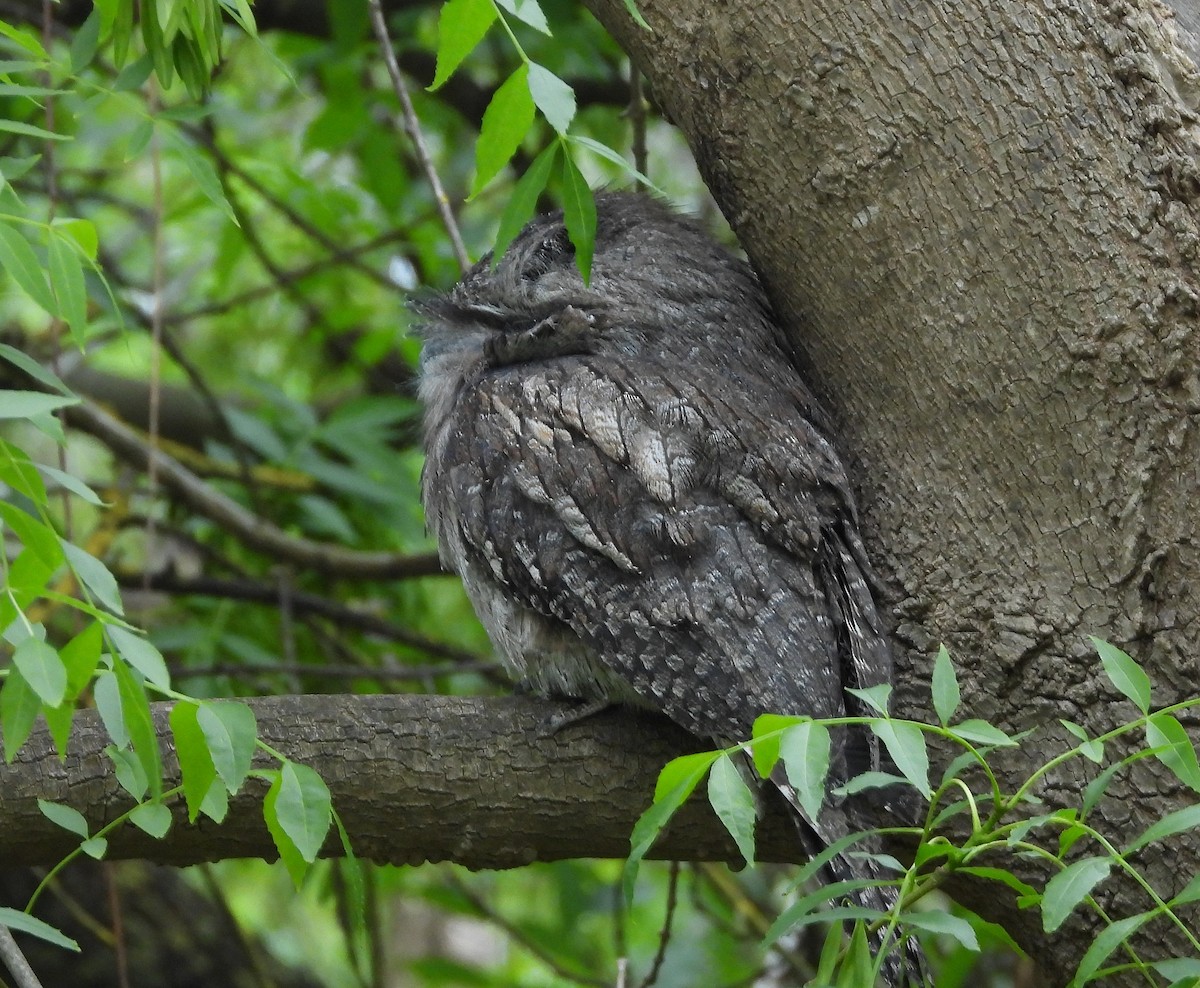 Tawny Frogmouth - ML623784182