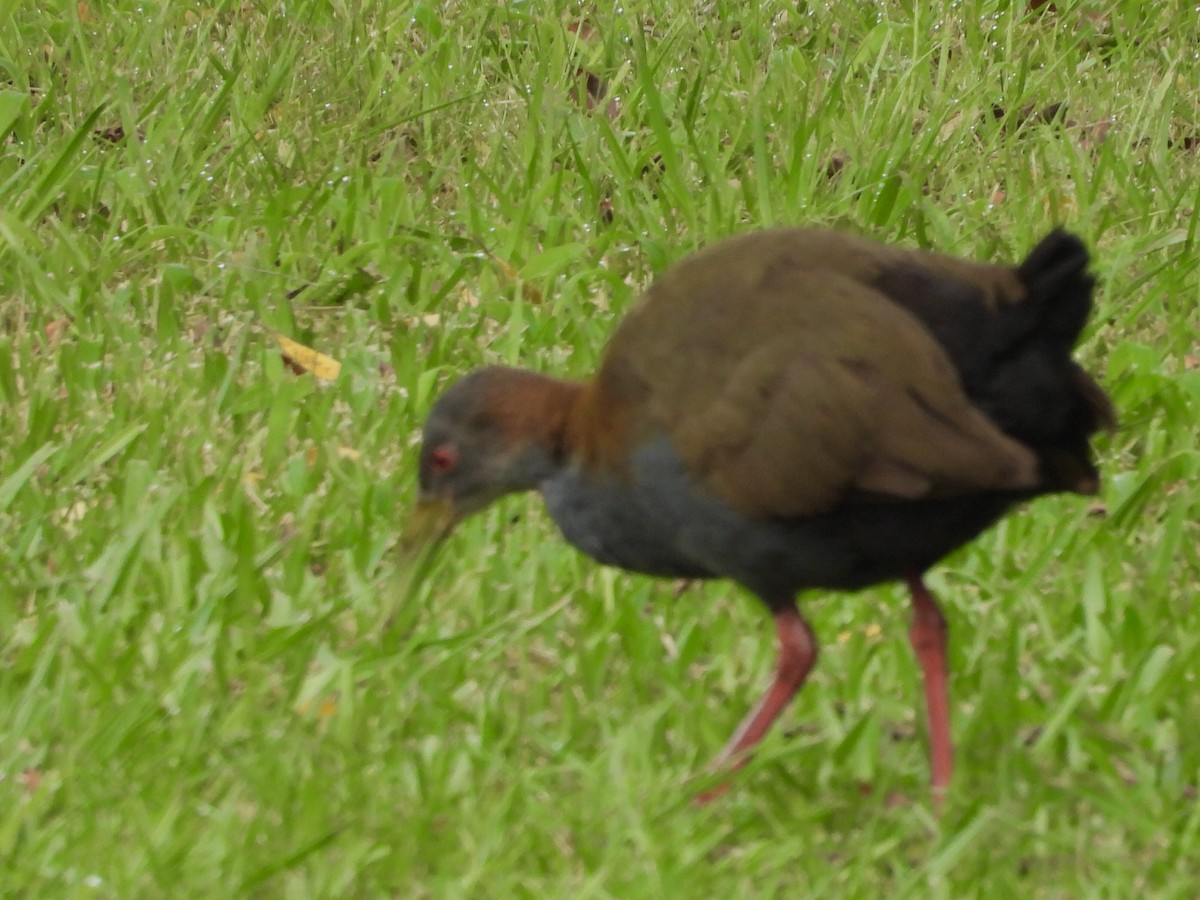 Slaty-breasted Wood-Rail - Ines Vasconcelos