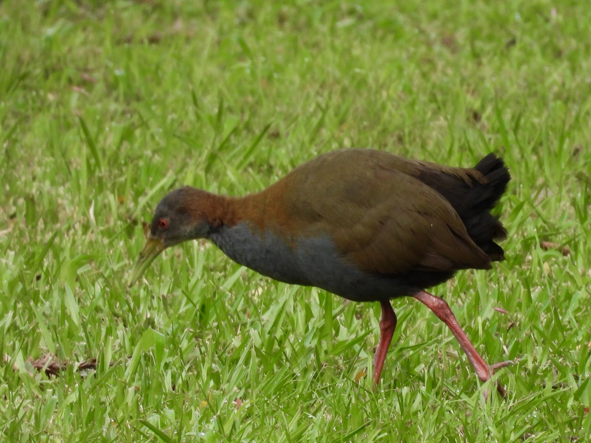 Slaty-breasted Wood-Rail - Ines Vasconcelos