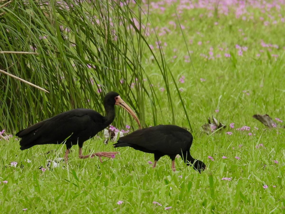 Bare-faced Ibis - ML623784213