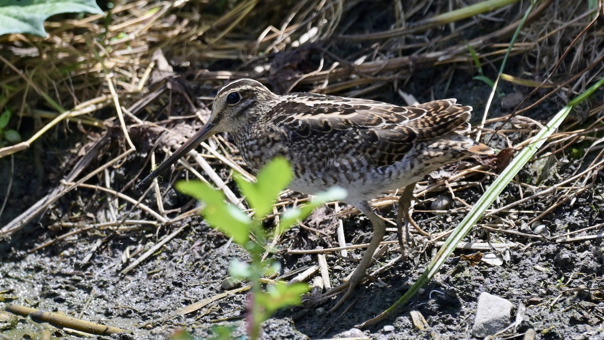 Pin-tailed Snipe - Joe Chuang