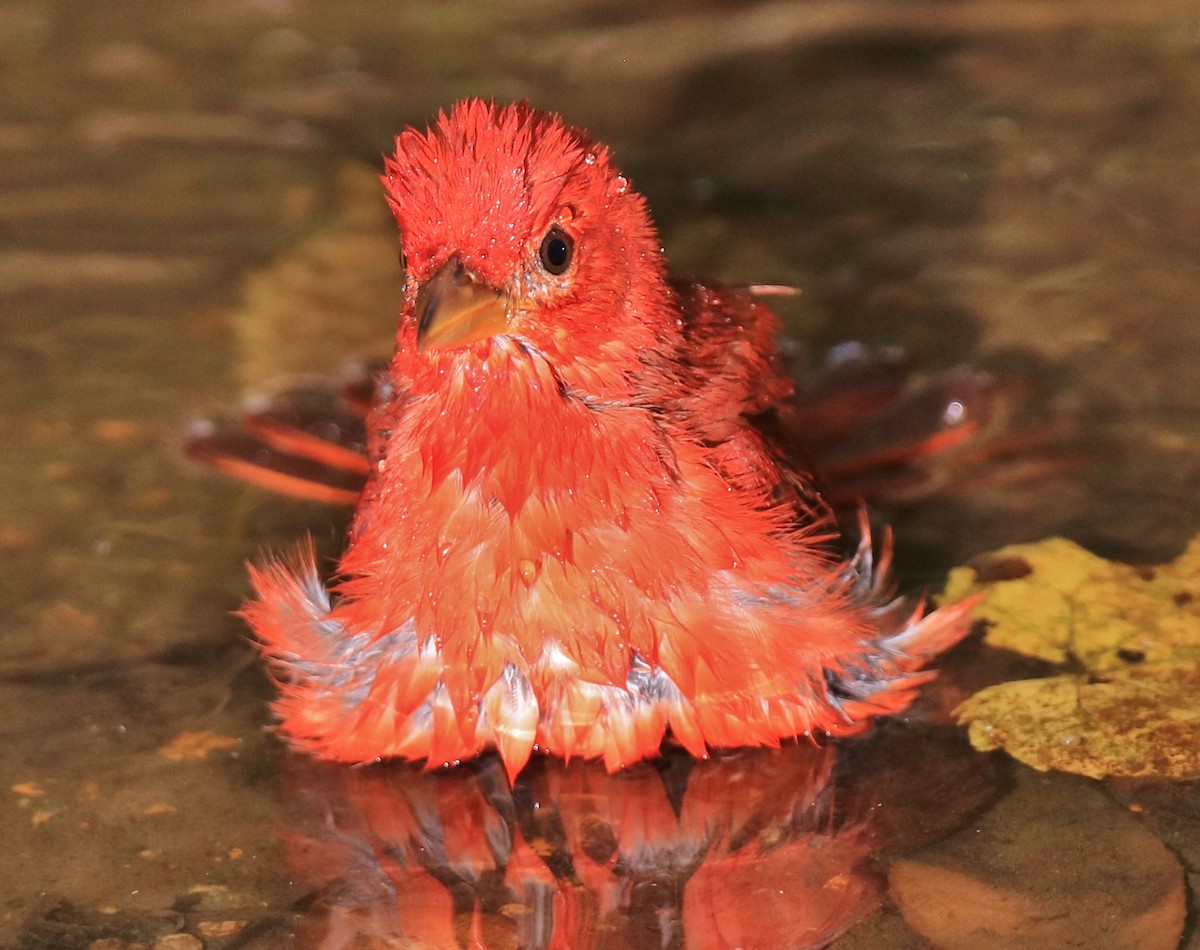 Summer Tanager - ML623784224