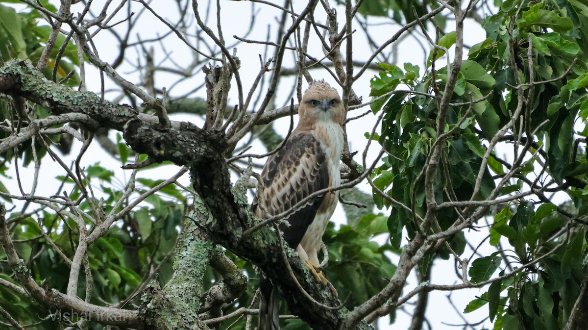 Águila Variable (crestada) - ML623784235