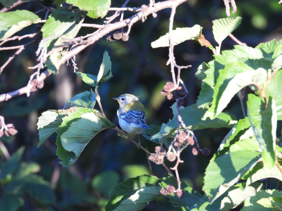 Northern Parula - ML623784238