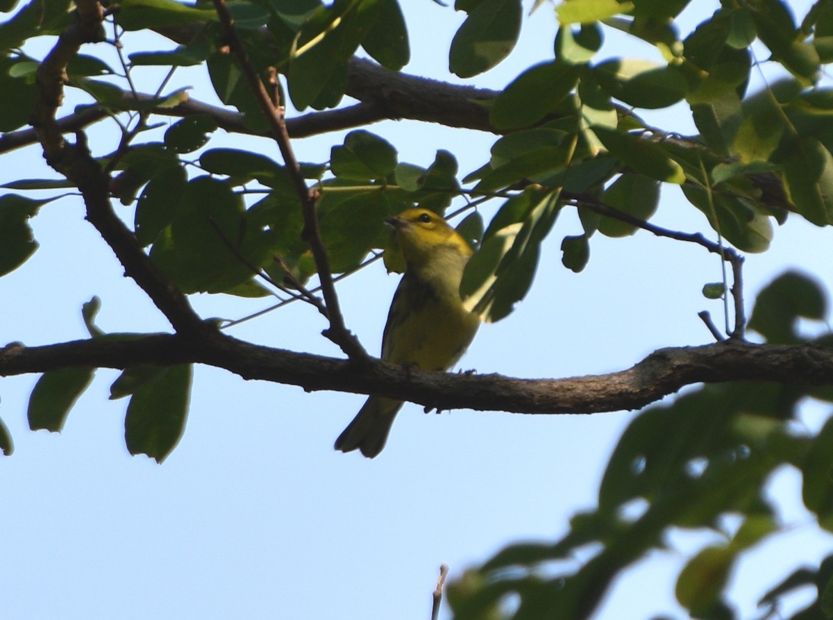 Blackburnian Warbler - ML623784242