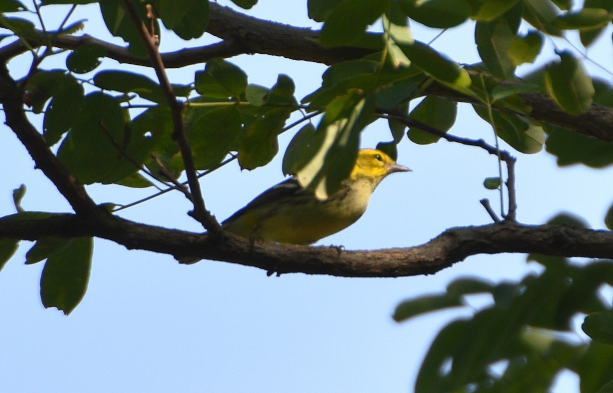 Blackburnian Warbler - ML623784243