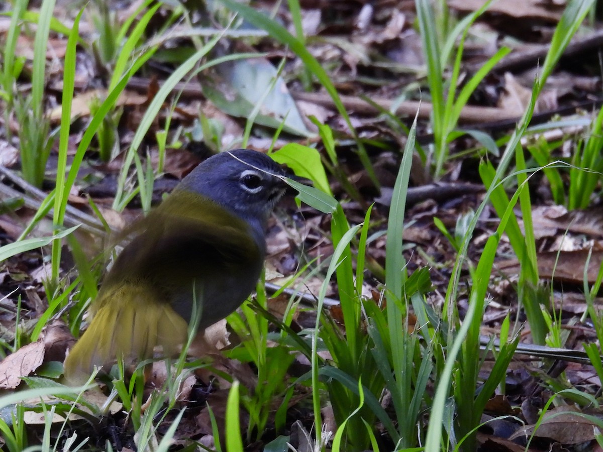 White-browed Warbler - ML623784245