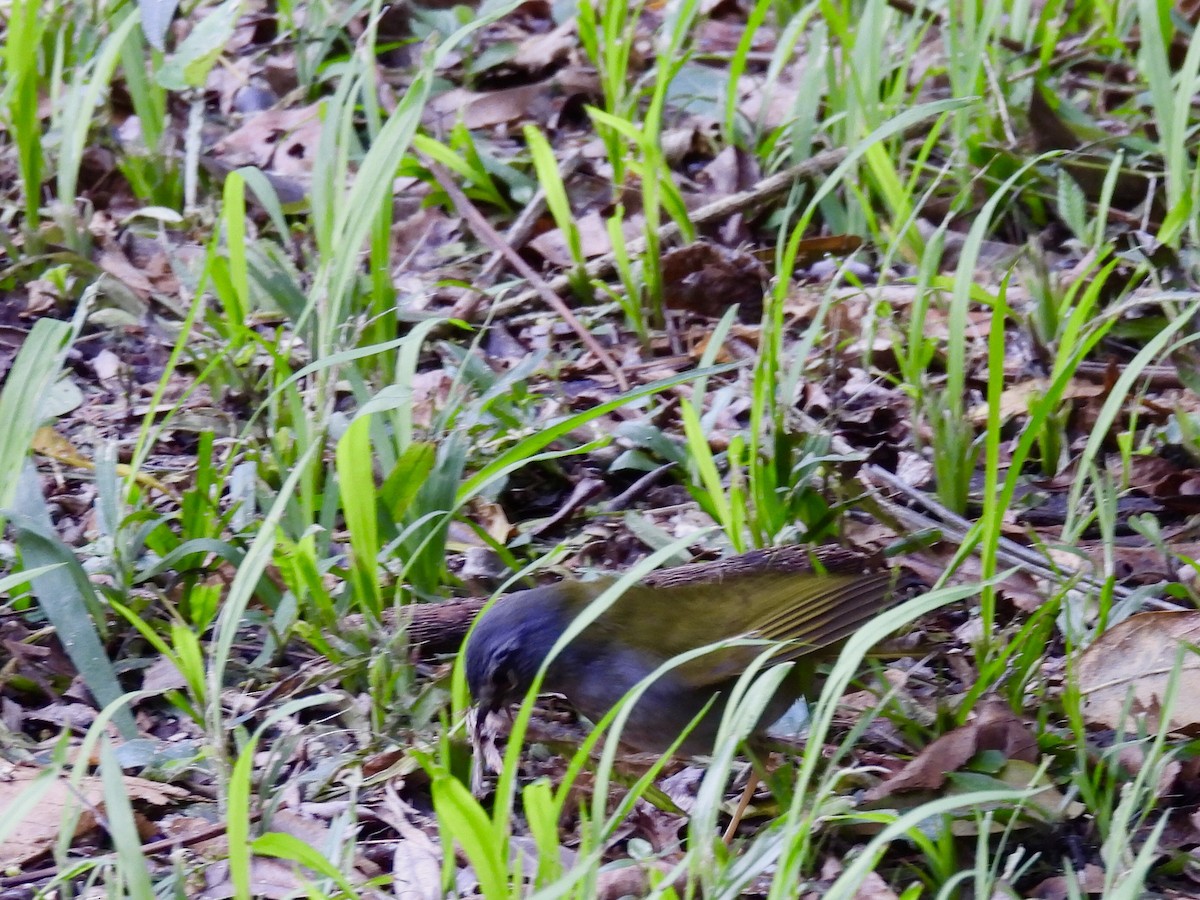 White-browed Warbler - ML623784246