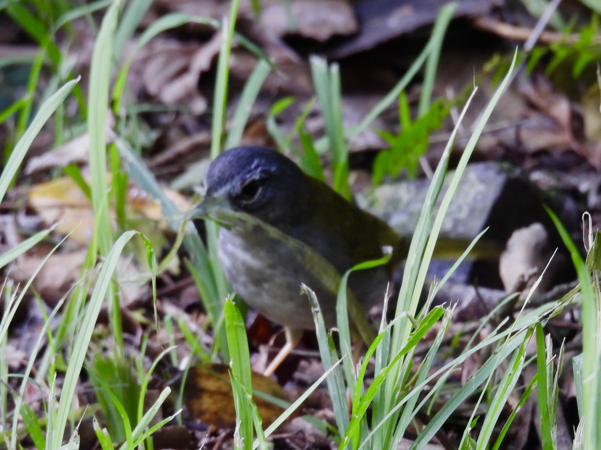 White-browed Warbler - ML623784247