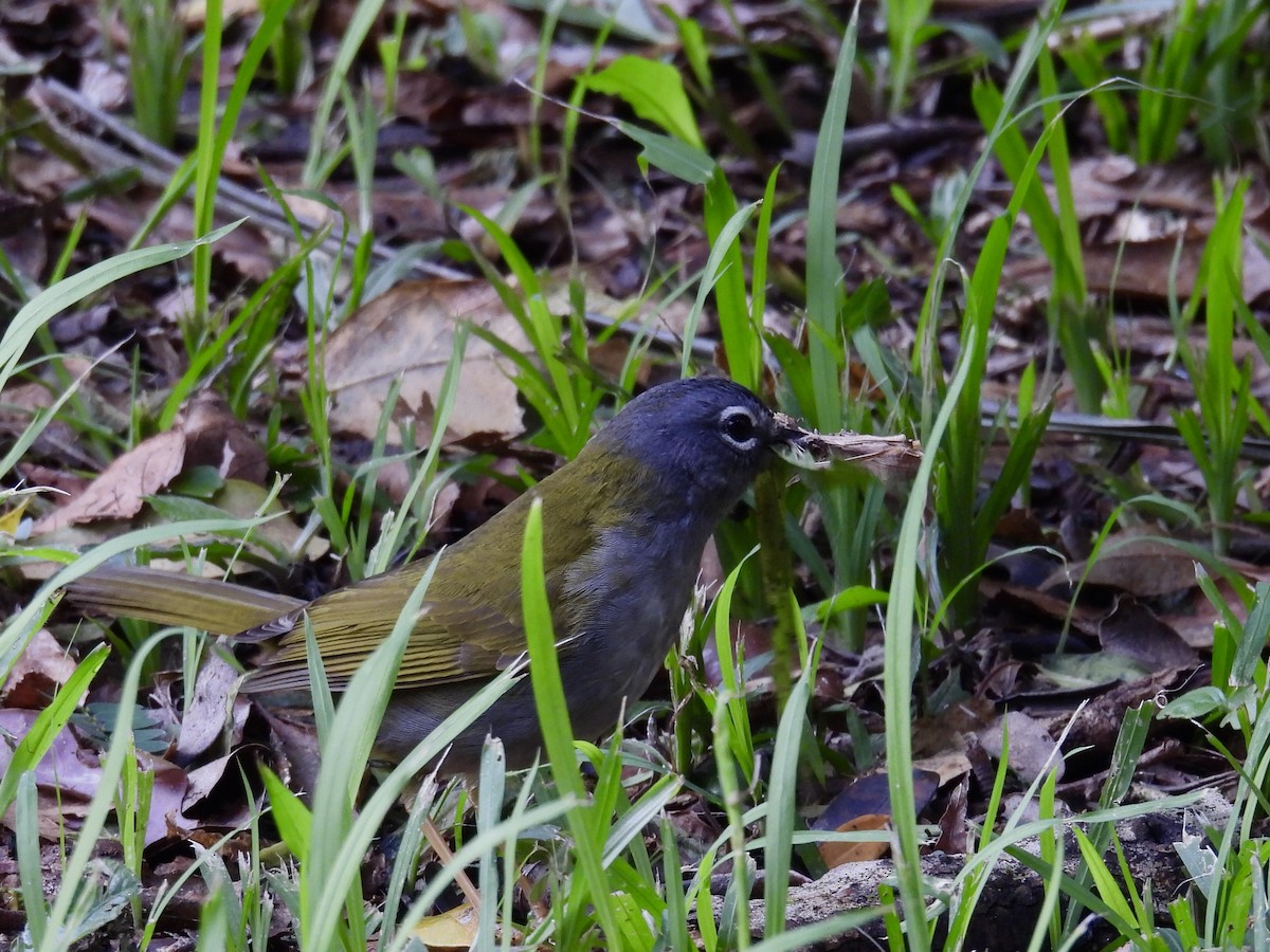 White-browed Warbler - ML623784248