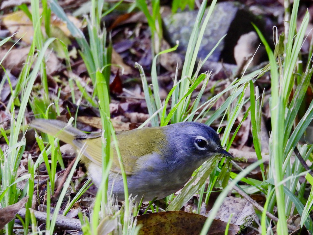 White-browed Warbler - ML623784249