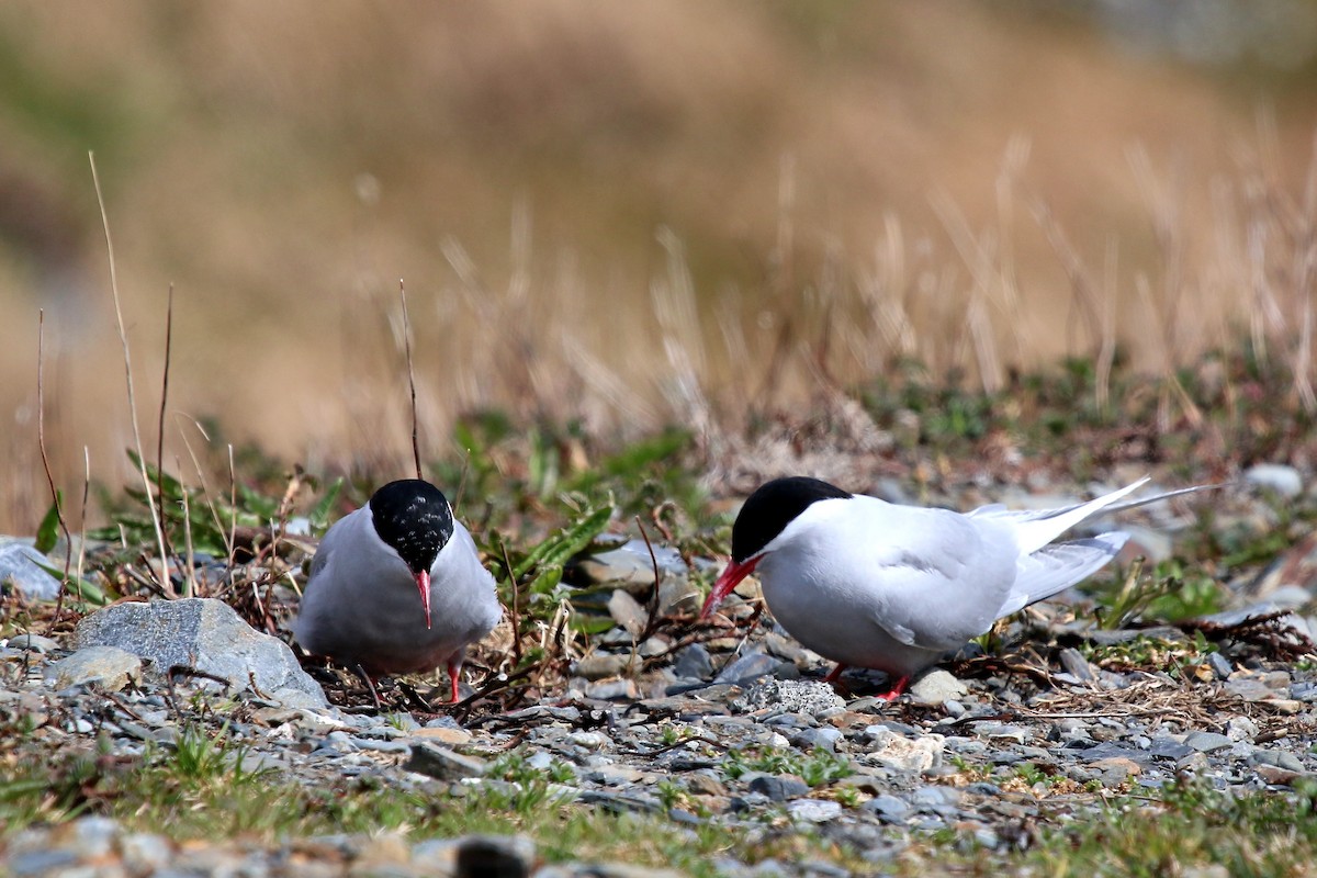 Antarctic Tern - ML623784255