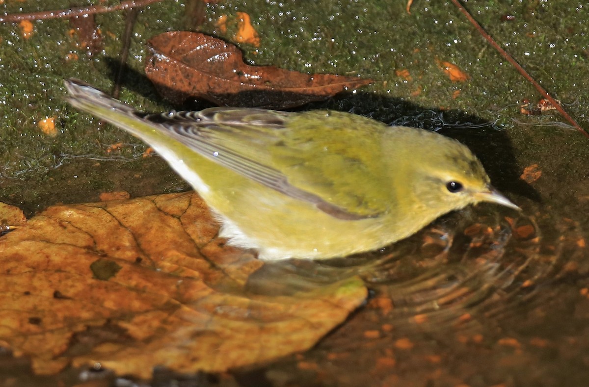 new world warbler sp. - William Baldridge