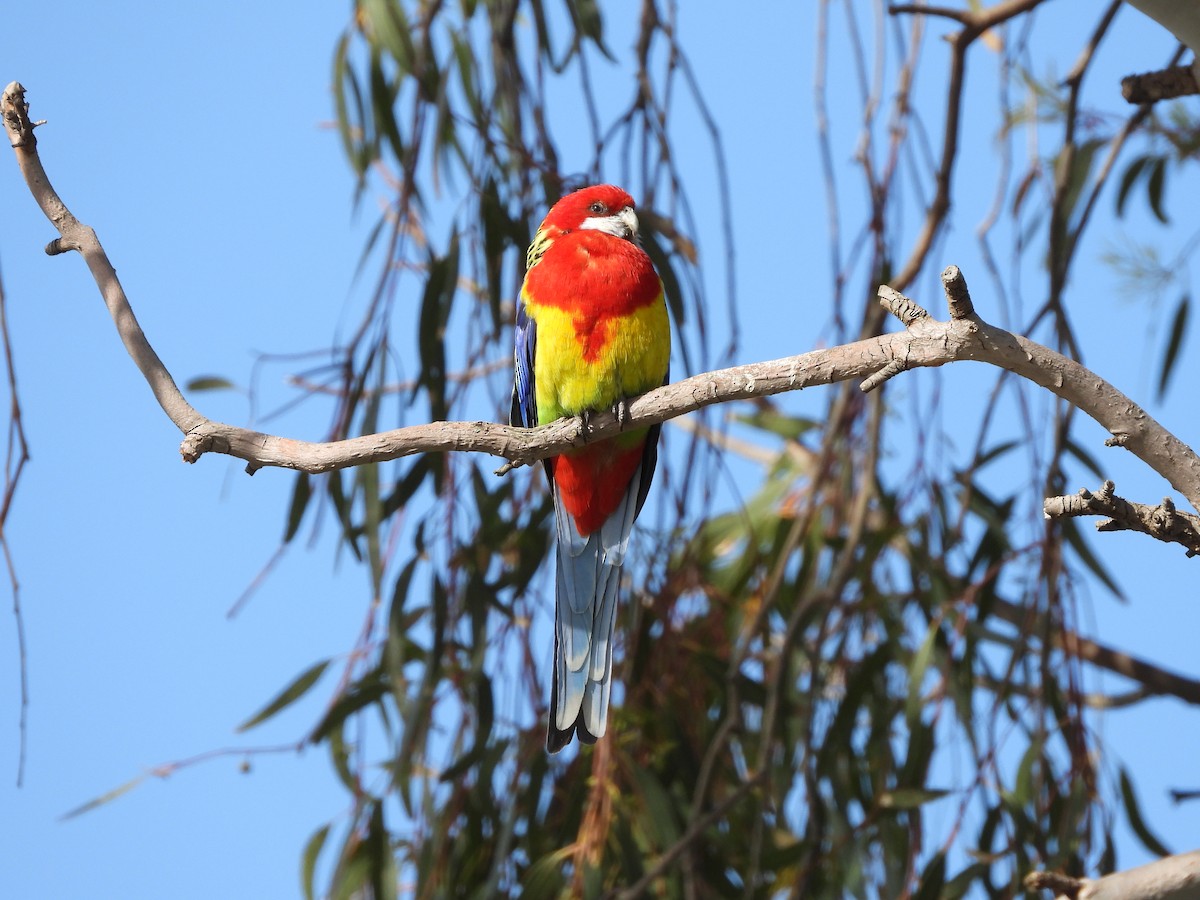 Eastern Rosella - john miro