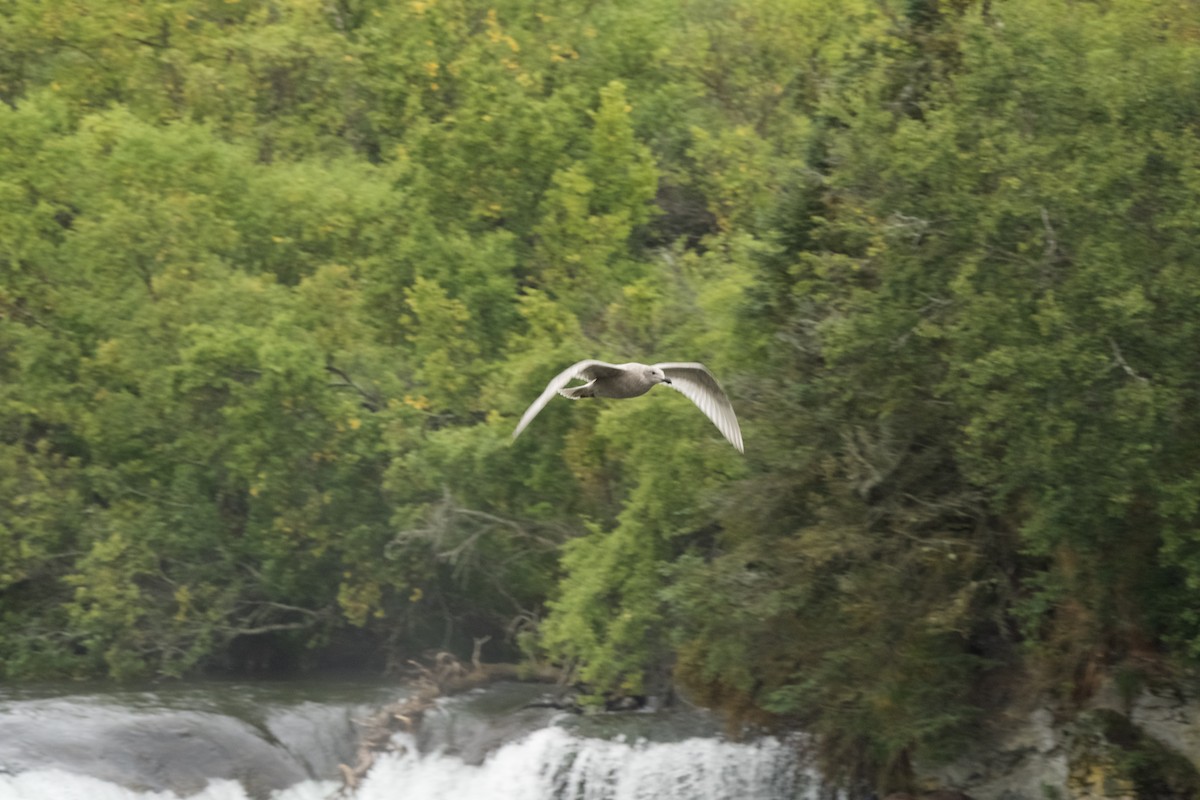 Glaucous-winged Gull - ML623784274