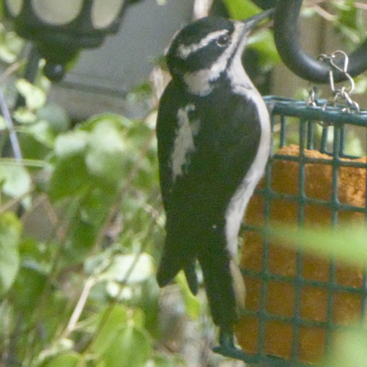 Downy Woodpecker - ML623784278